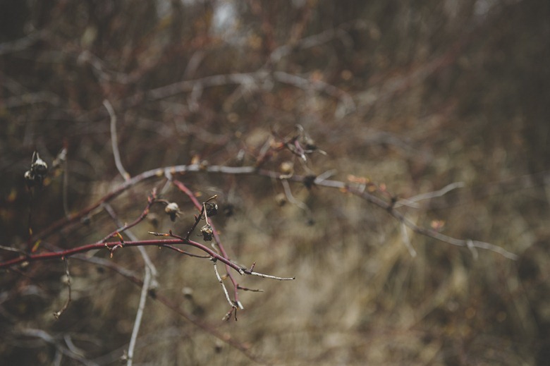 robyn-ryan-kokanee-creek-nelson-bc-spring-engagement-electrify-photography-9